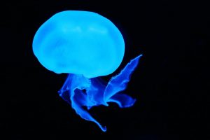 Animal 2757