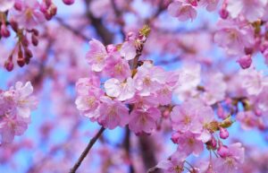 Cherry blossoms 1317308 960