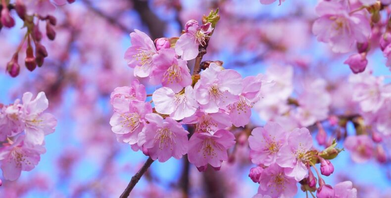 cherry-blossoms-1317308_960_720